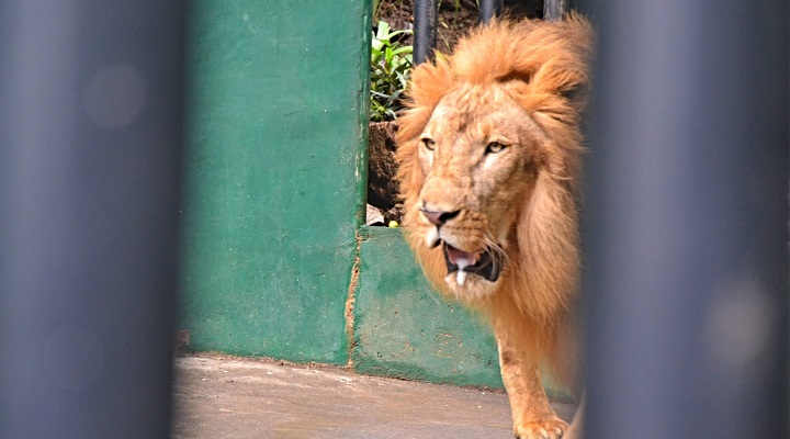 Albay Park and Wildlife
